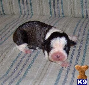 Puppies in OK